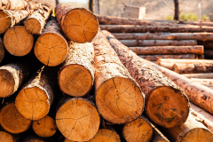 Log spruce trunks pile. Sawn trees from the forest. Logging timber wood industry. Cut trees along a road prepared for removal.